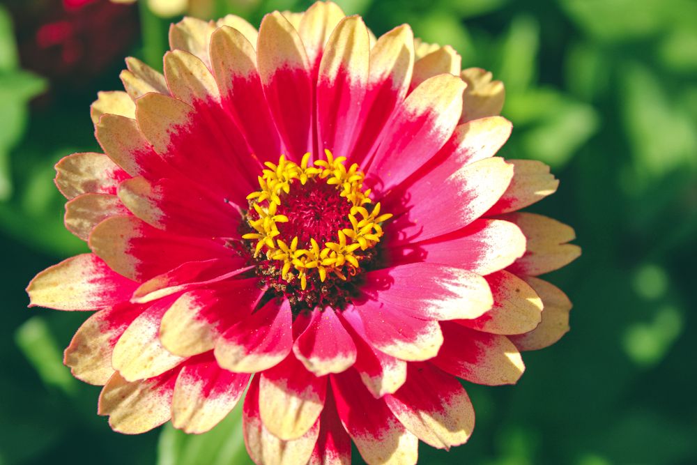 Red and orange flowers are in green leaves. Two dahlias flowers in summer day.