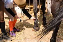 Girl brushes horse's leg while instructor watches.