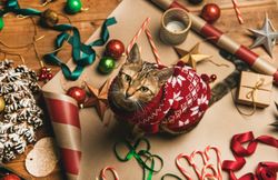 Festive scene of cat in a holiday sweater, with wrapping paper, candy canes
