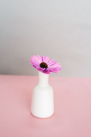 Violet daisy flowers in a pink and grey background
