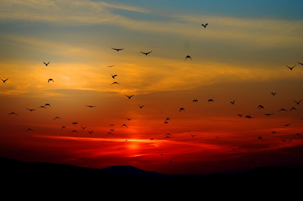 Silhouette of birds flying in sunset orange sky