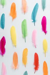 Colorful pattern made of feathers