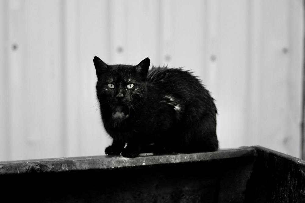 Wet cat on edge of a garbage can