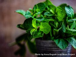 Organic mint leaves growing in pot 48BZrv