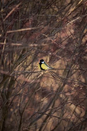 Great tit on brown tree branch