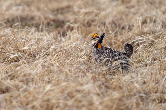 Prairie Chicken displays on the booming grounds at Hamden Slough National Wildlife Refuge in Hamden Township, Minnesota