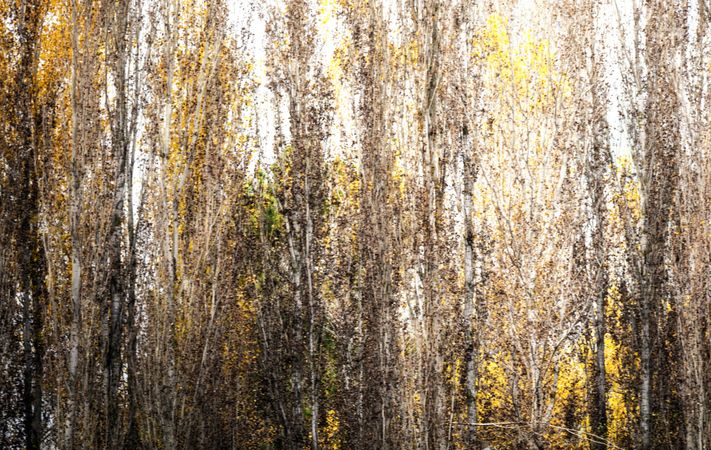 Blurred trees in green forest