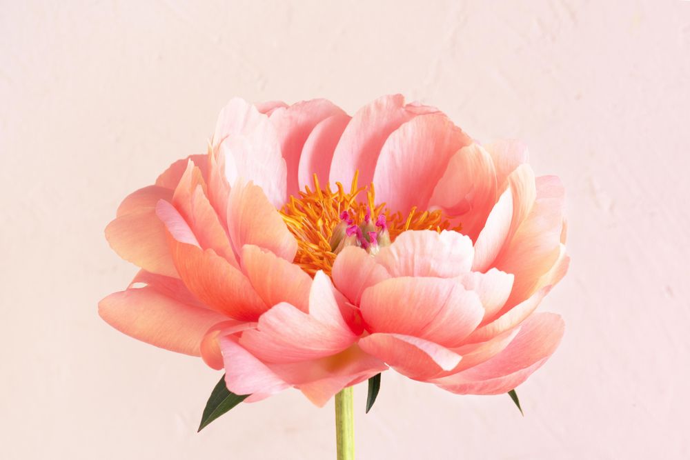Close up of peony in bloom