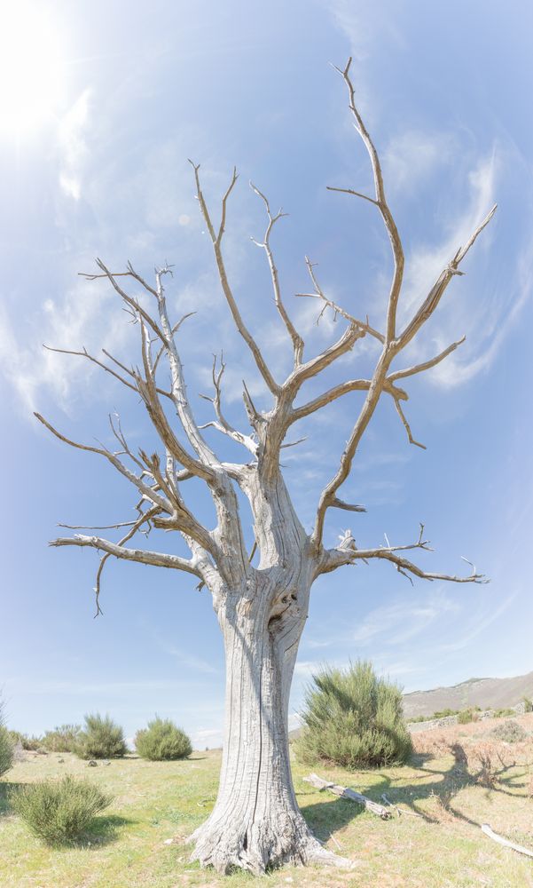 Bare dry tree on clear sky background