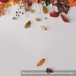 Autumn branches and leaves on top border of light background 5zazo0