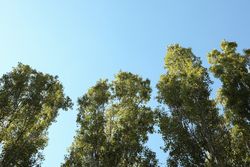 Poplars against blue sky, space for text