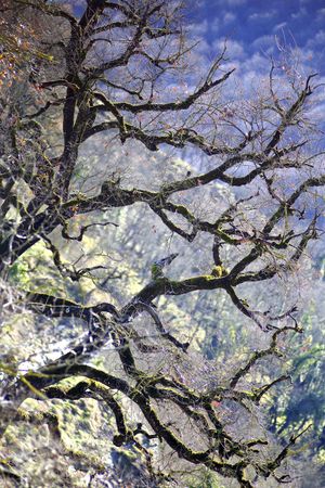 Green branches covered with moss