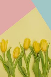 Fresh yellow flowers with green leaves