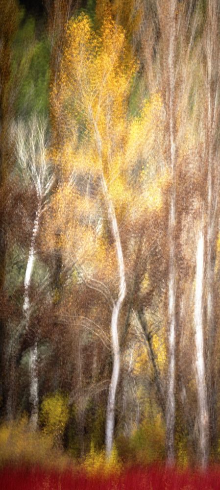 Blurred trees in green forest