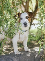 Dog on gray soil beside tree