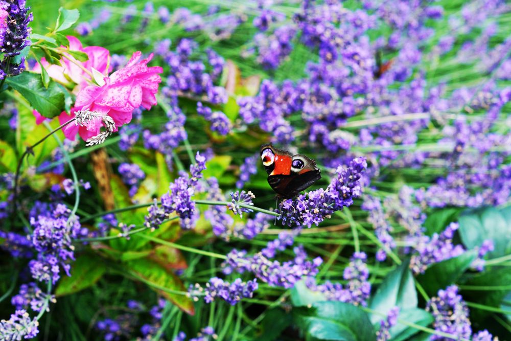Various flowers growing in garden