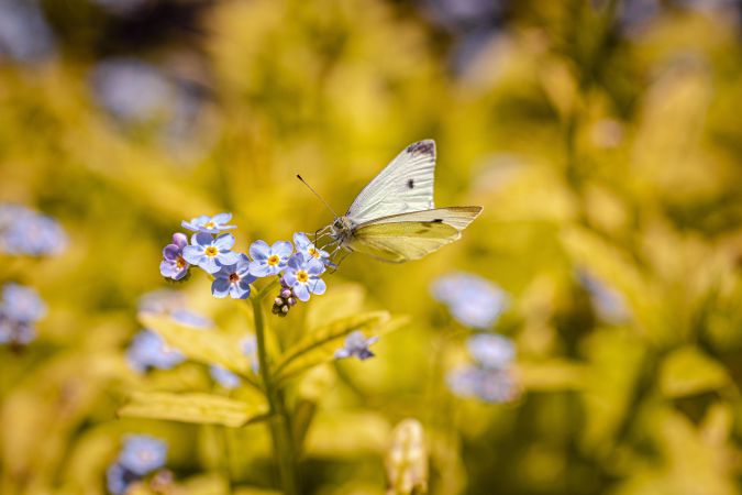 Butterfly perched on blue flowers