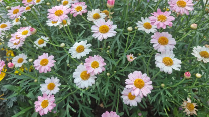 Beautiful spring flowers