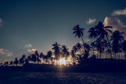 Tropical palms near sandy beach in sunset