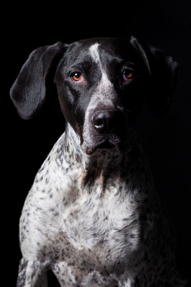 Amazing dog staring at camera