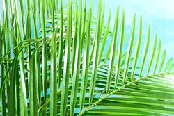 Beautiful palm leaves on light background, closeup. Exotic plant