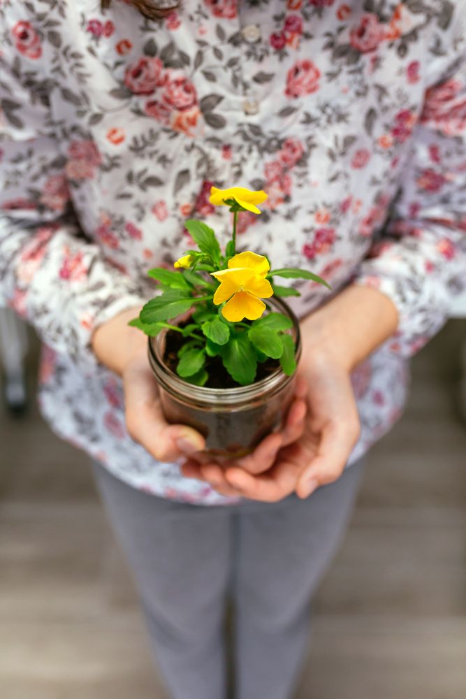 Unrecognizable young girl holding a pansy plant in her hands while showing to camera