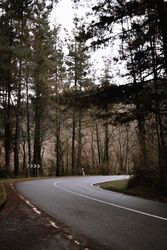 Asphalt road in conifer forest