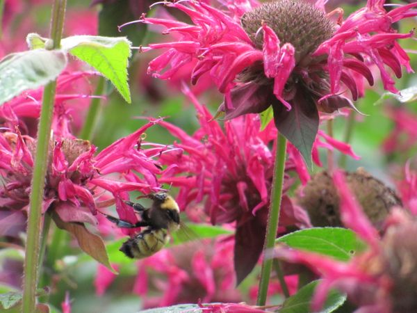 Bee on Pink Flower