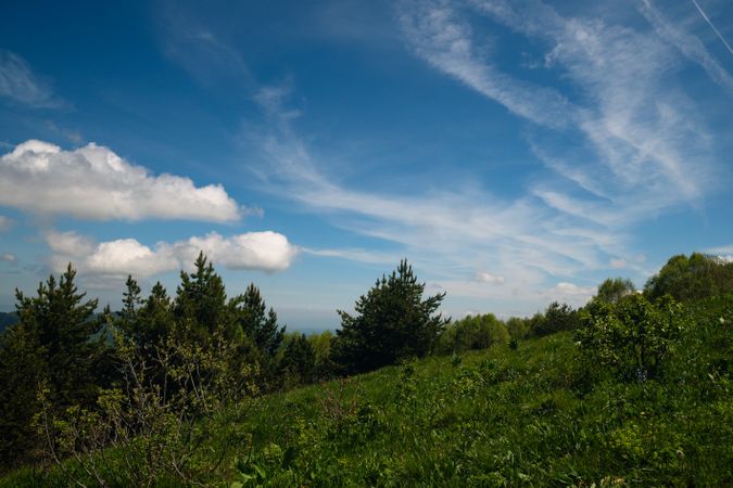 Grassy hill with pine trees and sky.