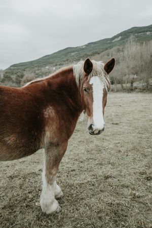 Beautiful horses on meadow