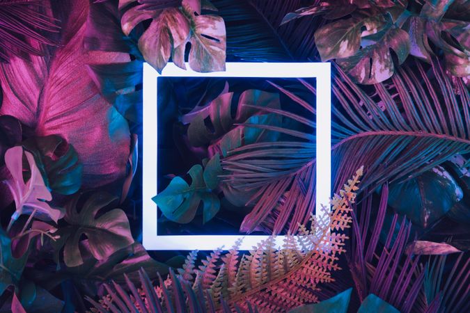 Creative fluorescent color layout made of tropical leaves with neon light square