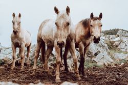 Horses pasturing on meadow
