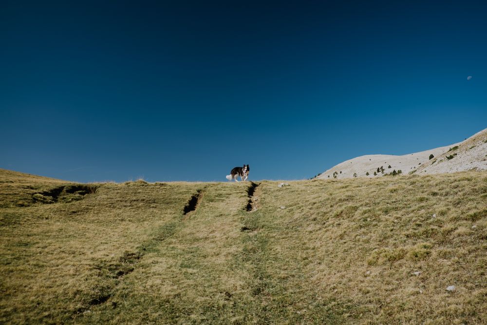 Dog walking on lush green hills in sunlight