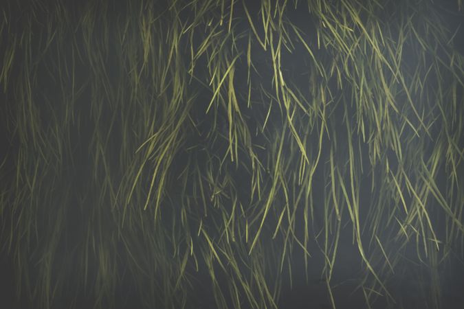 Oblong juicy grass on dark background