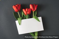 Tulips on gray background with paper card 5oVag0