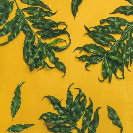 Green tree leaves on mustard yellow background