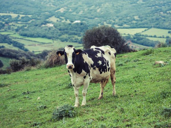 Holstein cow grazing on green grassy meadow in hillside