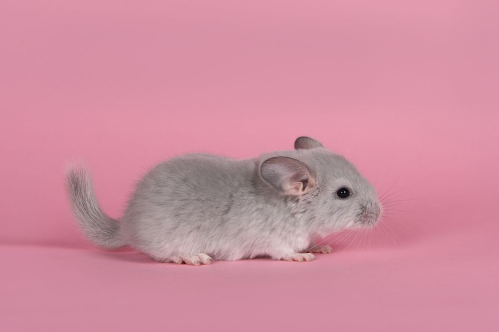 Cute gray baby chinchilla seen from the side on a pink background
