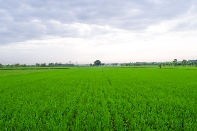 Agricultural field surrounded by trees in the distance