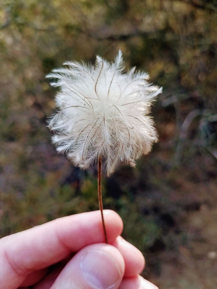 Dandelion hand sunlight