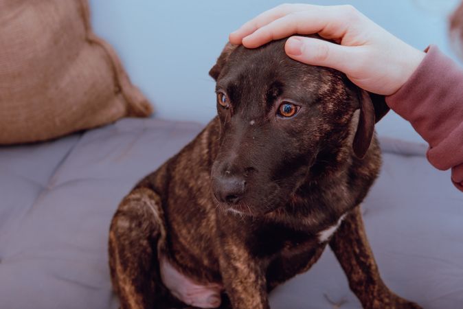 Crop man caressing charming dog on bed
