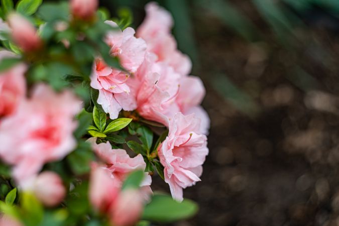 Blooming pink Azalea shrub in the garden