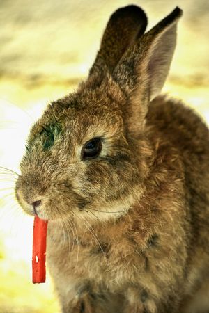 Rabbit eating carrot