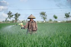 Front view of older Asian male farmer spraying rice green field