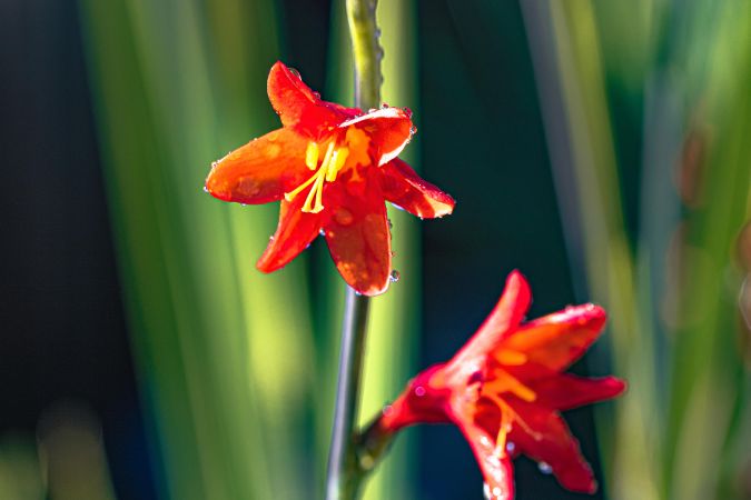Two red crocosmia flowers