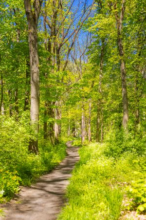 Path in a lush green forest