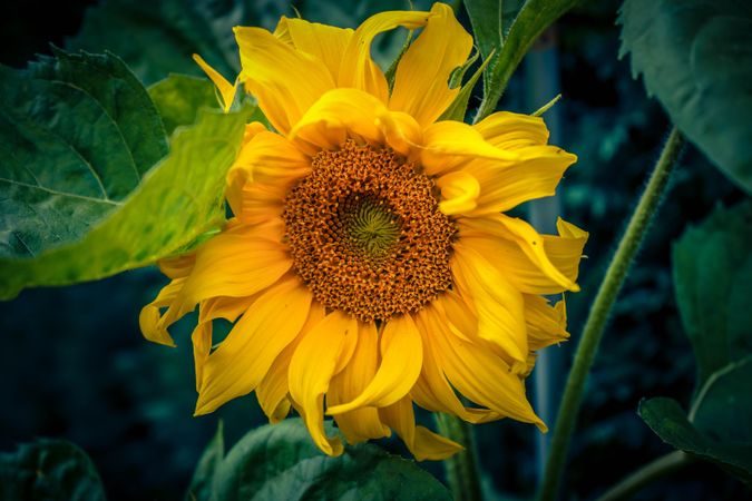 Yellow sunflower in close up