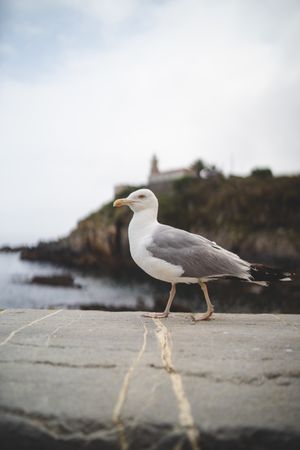 Seagull on stone on hill background