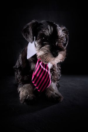 Funny purebred dog in striped tie