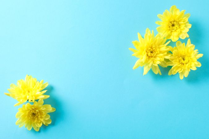 Yellow chrysanthemums on blue background, space for text